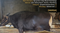 Ajong Farm Palembang, Pusat Sapi Berkualitas Harga Terjangkau