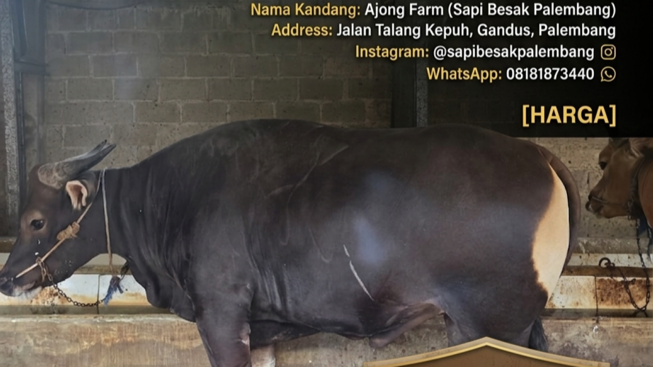 Ajong Farm Palembang, Pusat Sapi Berkualitas Harga Terjangkau