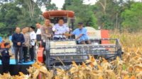 Wakil Gubernur Sumsel Cik Ujang Hadiri Panen Raya Jagung Serentak di OKU Selatan Wakil Gubernur Sumsel Cik Ujang Hadiri Panen Raya Jagung Serentak di OKU Selatan